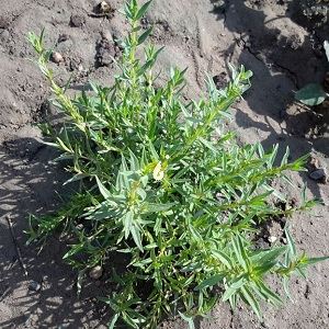 تصویر 2 از قیمت آویشن کوهی اردبیل + خرید باور نکردنی